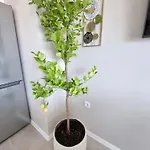 Marina Elegance Apartment Balchik