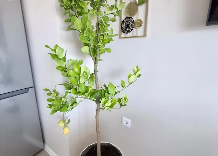 Marina Elegance Apartment Balchik